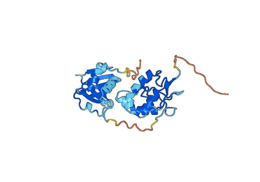 Recombinant Mouse SFRP5 Protein, N-His