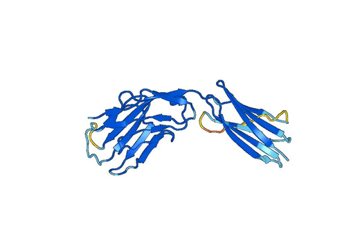 Recombinant Mouse SIGLEC15 Protein, N-His