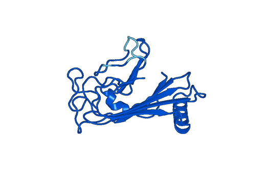 Recombinant Mouse SNED1 Protein, N-His