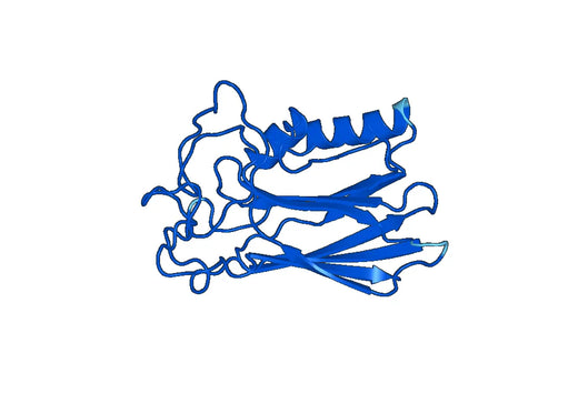 Recombinant Mouse SPON2 Protein, N-His