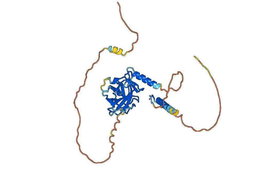 Recombinant Mouse TP53/p53 Protein, N-His