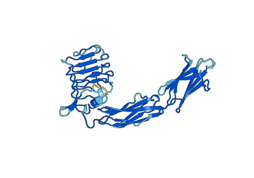 Recombinant Mouse TrkB /NTRK2 Protein, N-His