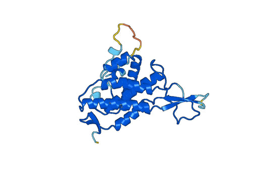 Recombinant Mouse WNT5B Protein, N-His