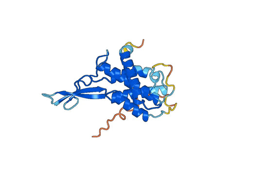 Recombinant Mouse WNT8A Protein, N-His