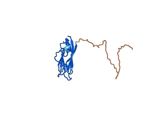 Recombinant PeVYV Putative P3 protein, N-His & N-SUMO
