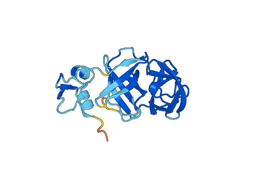 Recombinant PRRSV 3CL/NSP4 Protein, N-His