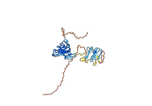 Recombinant PRV gE/Envelope glycoprotein E Protein, C-strep