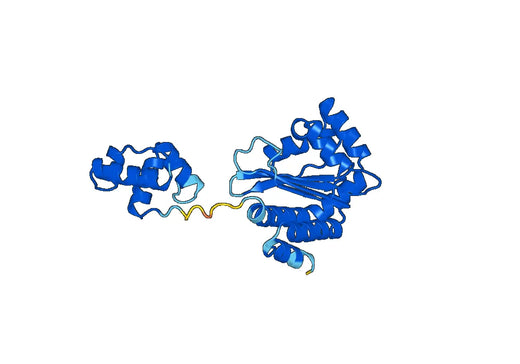Recombinant Pseudomonas aeruginosa lasR Protein, C-His