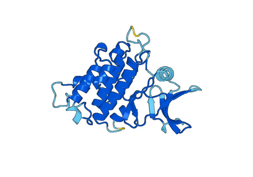 Recombinant Rice Putative receptor protein kinase, C-His