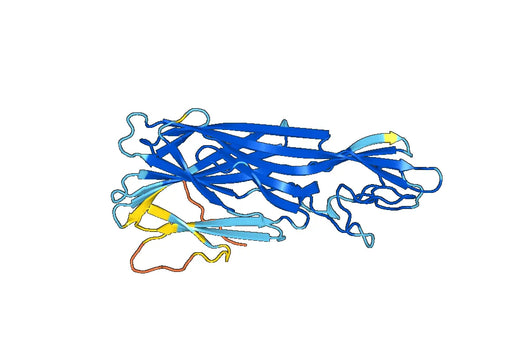 Recombinant Staphylococcus aureus Alpha-toxin/hly, N-His