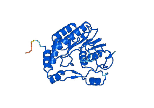 Recombinant TBEV Core protein, N-His