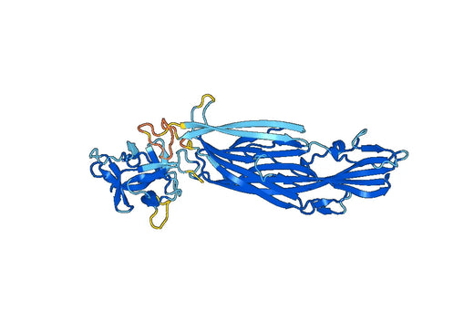 Recombinant Vibrio vulnificus vvhA/Cytolysin Protein, C-His