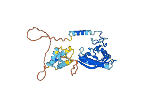 Recombinant Yersinia enterocolitica YopH Protein, N-His