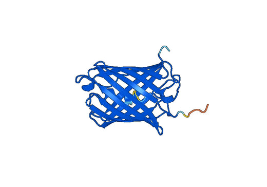 Red fluorescent protein drFP583
