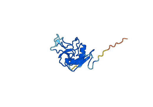 REG3G, N-His, recombinant protein