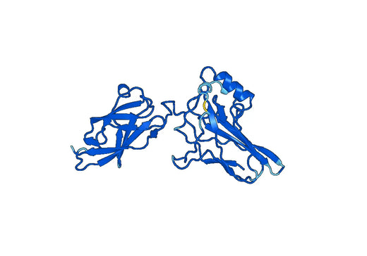 RELA Protein - Transcription factor p65(RELA)