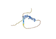 Revdofilimab Biosimilar - Anti-TNFRSF4 mAb - Research Grade
