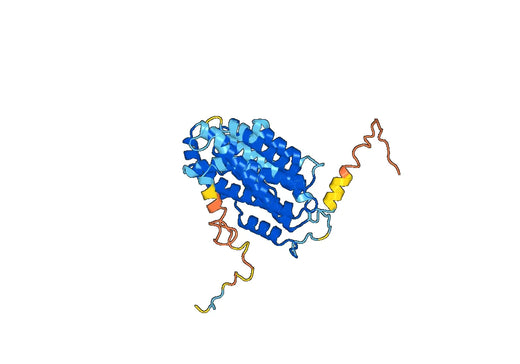 Ribonucleoside-diphosphate reductase subunit M2 B(RRM2B)