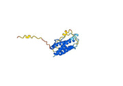 Risankizumab Biosimilar - Anti-IL23A mAb - Research Grade