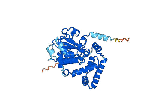 RLBP1, N-His, recombinant protein