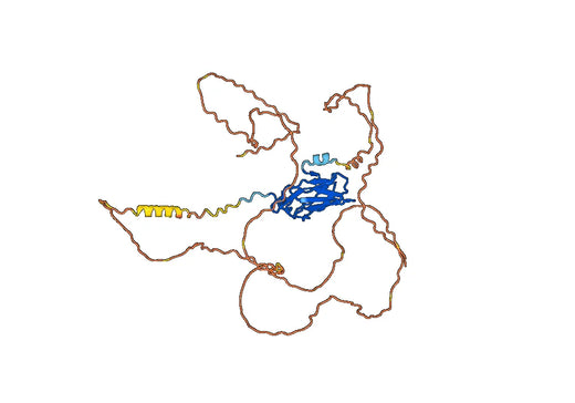 Runt-related transcription factor 1 (RUNX1)