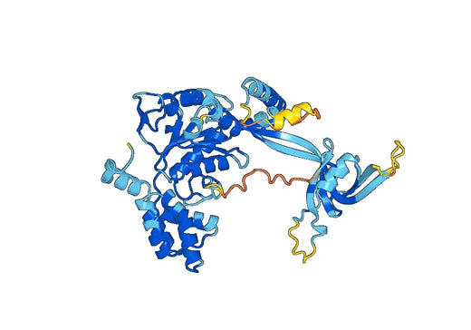 RUVBL1, N-His, recombinant protein