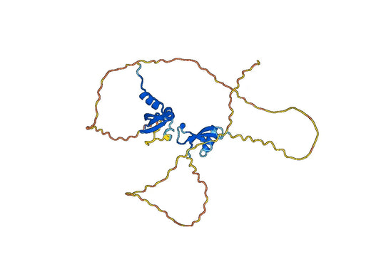 S. pombe Swi6 Recombinant Protein