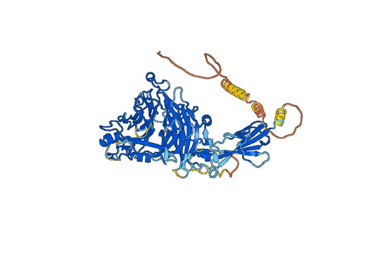 SEMA3A, N-His, recombinant protein