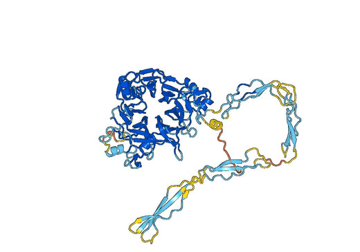 SEMA5B, N-His, recombinant protein