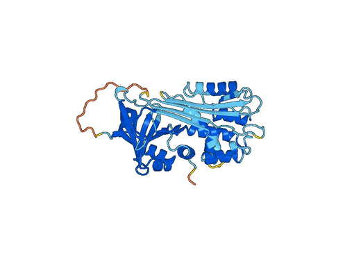 SERPINA5, N-His, recombinant protein
