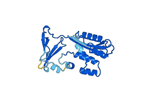 SERPINB1, N-His, recombinant protein