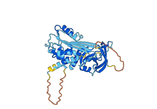SERPINB2, N-His, recombinant protein