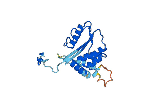 SERPINB3, N-His, recombinant protein