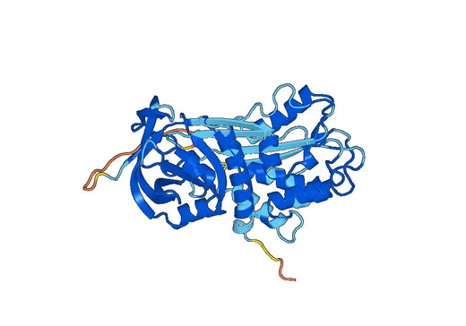 SERPINE1 / PAI-1, N-His, recombinant protein