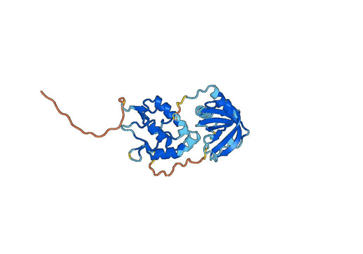 SFRP1, N-His, recombinant protein