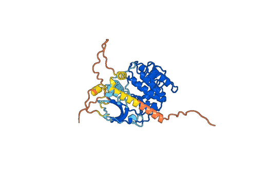 SGK1, N-His, recombinant protein