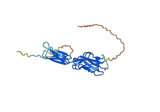 Sialic acid-binding Ig-like lectin 15(SIGLEC15)