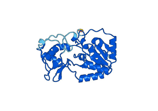 SIRT4, N-His, recombinant protein