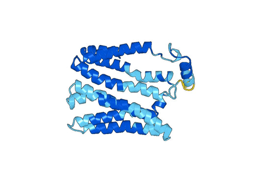 SLC17A5, N-His, recombinant protein