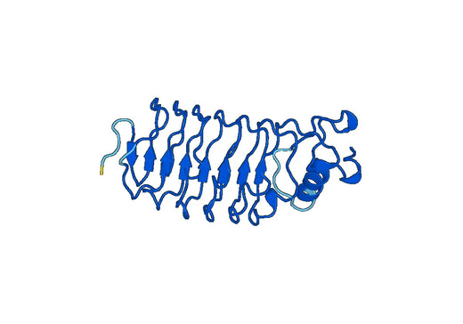 Slit homolog 2 protein(SLIT2)