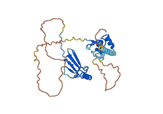 SMAD2, N-His, recombinant protein