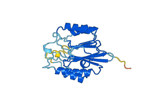 SMPD2, N-His, recombinant protein