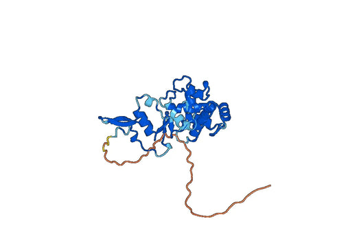 SPARC, N-His, recombinant protein