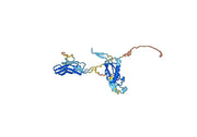 Stamulumab Biosimilar - Anti-MSTN, GDF-8 mAb - Research Grade
