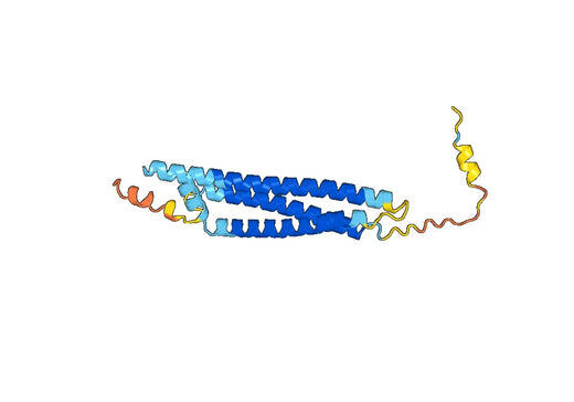 STX2, N-His, recombinant protein