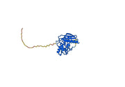 SYN-005-1B7 Biosimilar - Anti-Pertussis toxin subunit 1 mAb - Research Grade