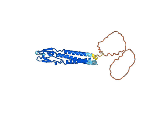 SYP, N-His, recombinant protein