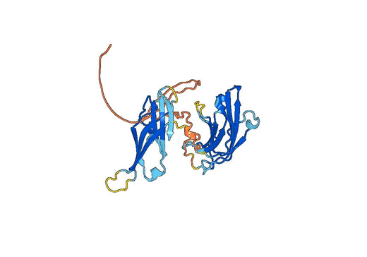 SYTL2, N-His, recombinant protein