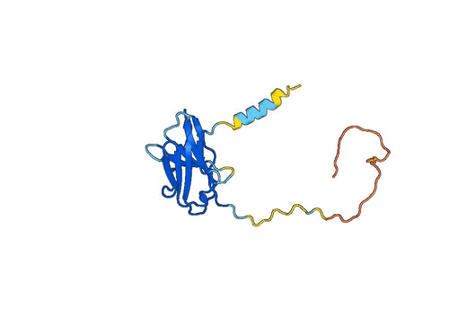 T-cell surface glycoprotein CD8 alpha chain（CD8A）