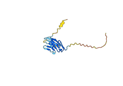 T-cell surface glycoprotein CD8 beta chain（CD8B）